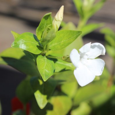 Vinca major Alba, Stor Vintergröna, P9cm