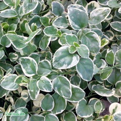 Vinca major Variegata, Stor Vintergröna, P9cm