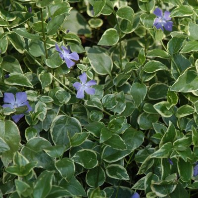 Vinca major Variegata, Stor Vintergröna, P9cm