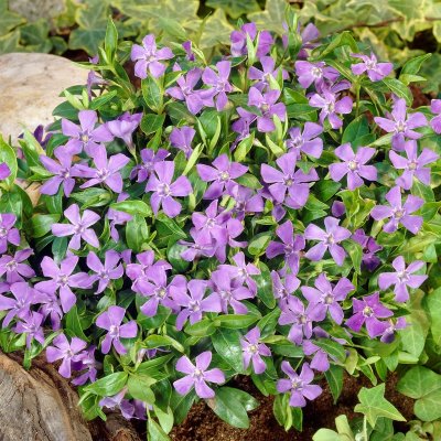 Vinca minor, Vintergröna