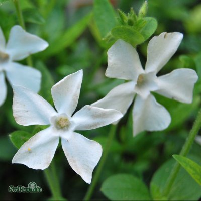 Vinca minor Gertrude Jekyll, Vintergröna, P9cm