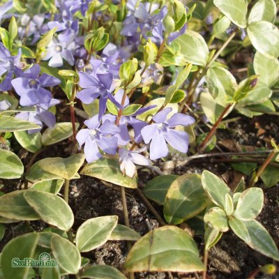 Vinca minor Aureovariegata, Vintergröna, P9cm