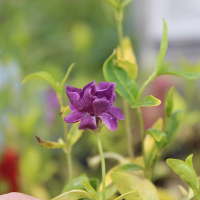 Vinca minor Multiplex, Vintergröna, C11cm