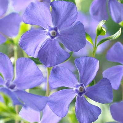 Vinca minor Ralph Shugert, Vintergröna, P9cm
