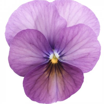 Viola cornuta Everlast Rose Antique