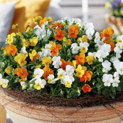 Viola cornuta EVO® Mini Mixmasters® Amsterdam