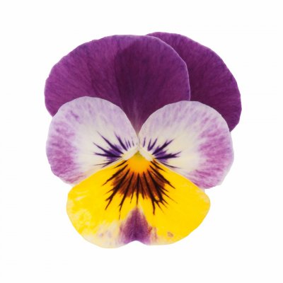 Viola cornuta EVO® Mini Raspberry Joker