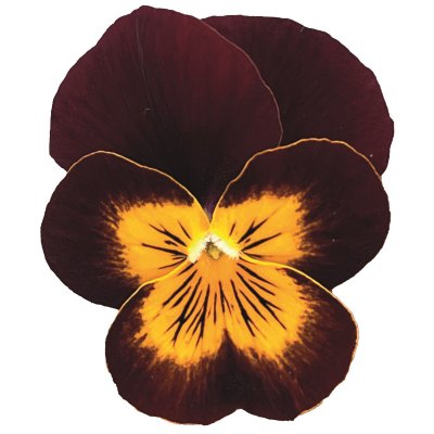 Viola cornuta EVO® Mini Red Yellow Face