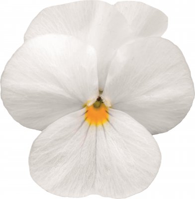 Viola cornuta Sorbet® XP White