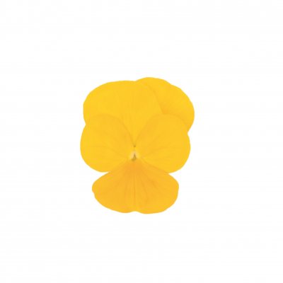 Viola cornuta Sorbet® XP Yellow