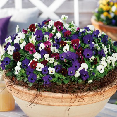 Viola cornuta EVO® Mini Mixmasters® London