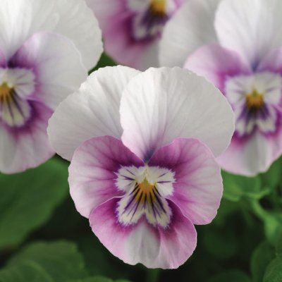 Viola cornuta Sorbet® XP Pink Halo