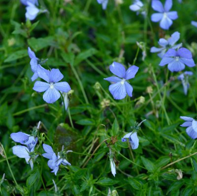 Viola x williamsii Belmont Blue, Bukettviol, C11cm