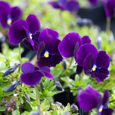 Viola cornuta Germanica, Viol, C11,5cm