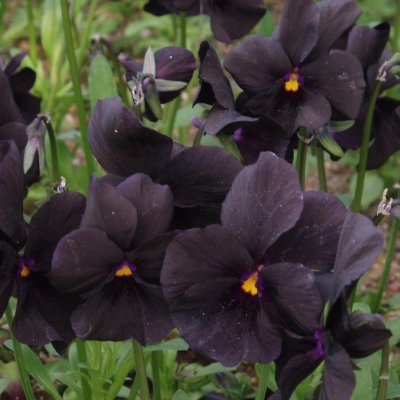 Viola cornuta Molly Sanderson, Viol, C11,5cm