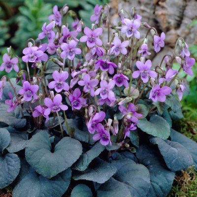 Viola riviniana Purpurea (labradorica), Purpurviol, Skogsviol, P9cm