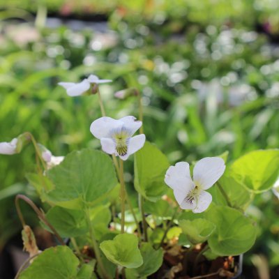 Viola odorata Alba, Luktviol, P9cm