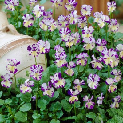 Viola x williamsii Rebecca, Bukettviol