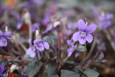 Viola riviniana Purpurea (labradorica), Purpurviol, Skogsviol, P9cm