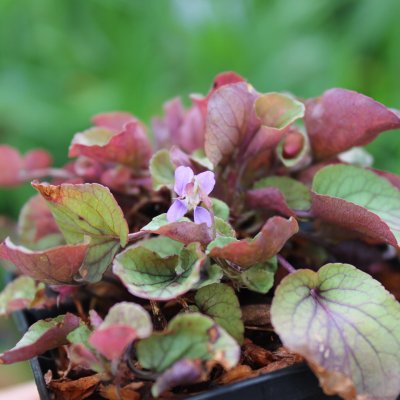 Viola walteri Silver Gem, Viol, P9cm