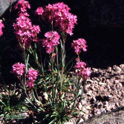Viscaria alpina, Fjällnejlika, P9cm