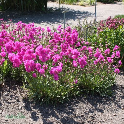 Viscaria vulgaris Plena, Tjärblomster, P9cm