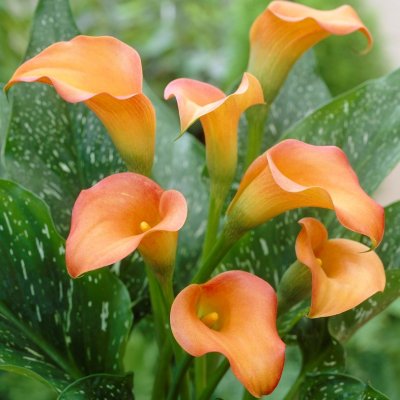 Kalla Zantedeschia Esmeralda 1st