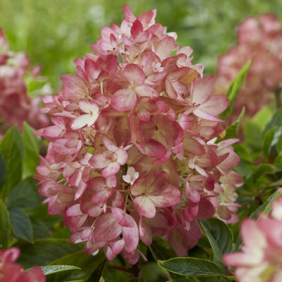 Vipphortensia