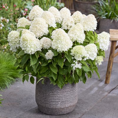 Hydrangea paniculata Living Sugar Rush ®
