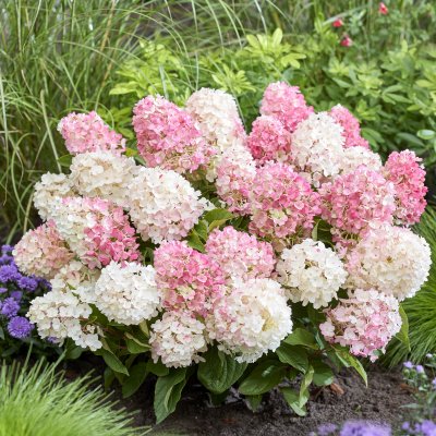 Hydrangea paniculata Living Little Blossom ®