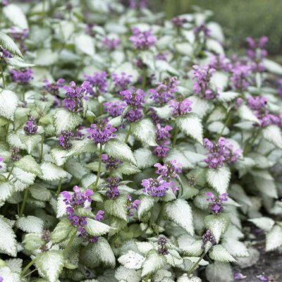 Lamium maculatum Beacon Silver, Rosenplister