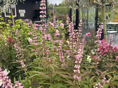 Vitex agnus-castus Galactic Pink ®, Kyskhetsträd