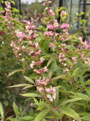 Vitex agnus-castus Galactic Pink ®, Kyskhetsträd