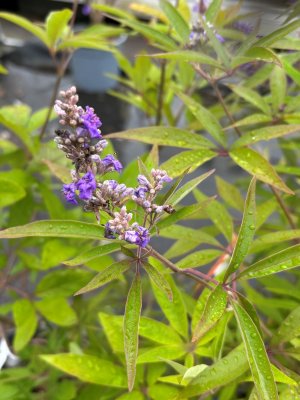 Vitex agnus Delta Blues, Kyskhetsträd