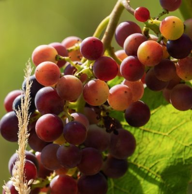 Vitis labrusca Einset Seedless, Vindruva