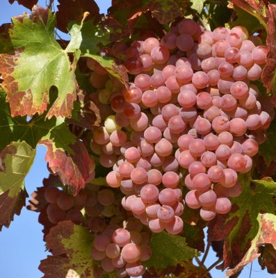 Vitis labrusca Vanessa, Staketdruva