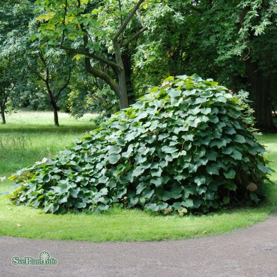 Vitis coignetiae, Rostvin, 60-80 C2