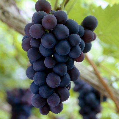 Vitis vinifera Frankenthaler (Schiava Grossa)