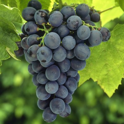 Vitis hybrid Mika