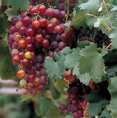 Vitis labrusca Guna, Staketdruva, C3,5