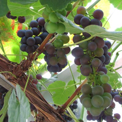 Vitis labrusca Schuyler, Staketdruva, C3,5