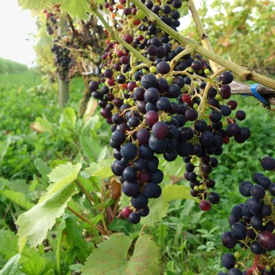 Vitis hybrid Rondo, Vindruva