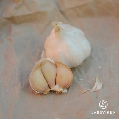 Allium sativum Havel