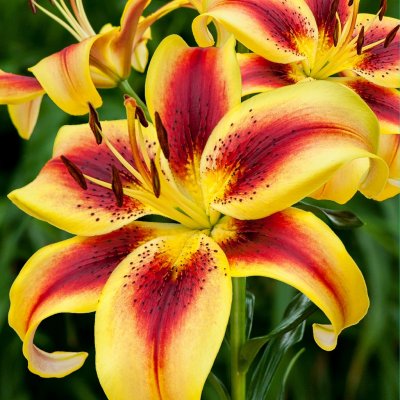 Lilium hybr. Viva la Vida, Hybridlilja, P11cm