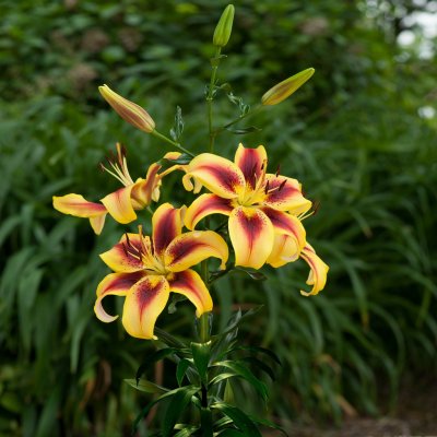 Lilium hybr. Viva la Vida, Hybridlilja, P11cm