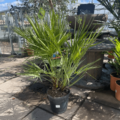 Chamaerops humilis