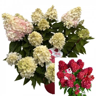 Hydrangea paniculata Bloody Marie ®