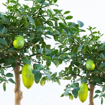 Citrus Australasica Fingerlime