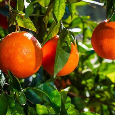 Citrus Sinensis Arancio