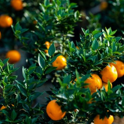 Citrus Myrtifolia Chinotto
